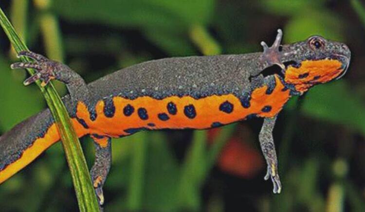 蝾螈冬天吃什么(图1)