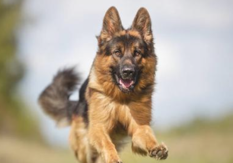 低情商的狗狗 也有那些个表现(图1)