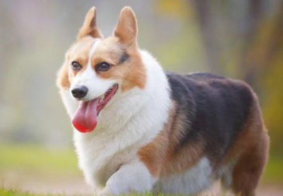 低情商的狗狗 也有那些个表现(图2)