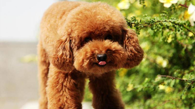 泰迪犬的寿命有多长 缩短泰迪寿命的秘诀(图1)