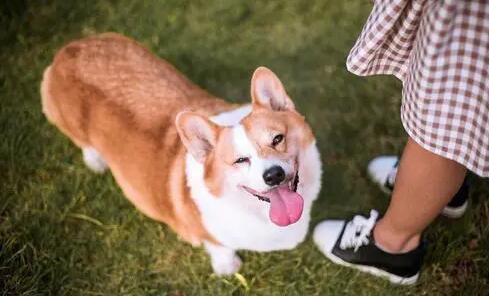 狗狗有一种爱叫“吃醋了” 假如它有这几种表现 好好珍惜吧(图2)