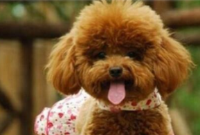 贵宾犬性格好吗？这个取决于它后期的饲养(图1)