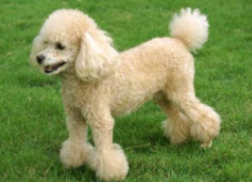 贵宾犬性格好吗？这个取决于它后期的饲养(图2)