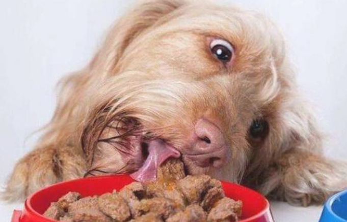 狗狗骨裂后咋护理方面呢？来去看看吧~(图2)