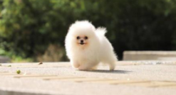 博美犬爱叫怎么特训?要做这几个方面的工作(图3)