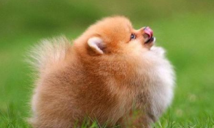 博美犬爱叫怎么特训?要做这几个方面的工作(图2)