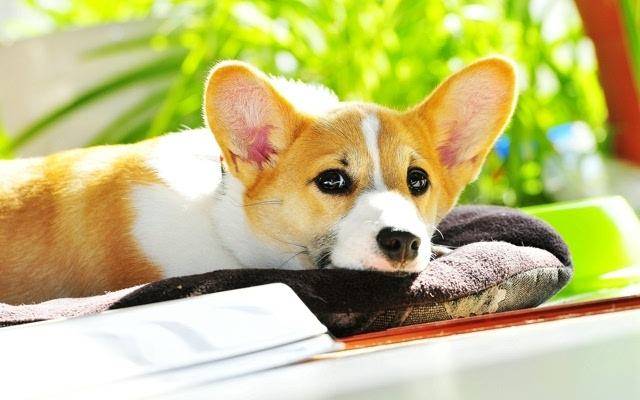 柯基犬掉毛厉害不吗？这几大缺点很无法呼吸(图2)