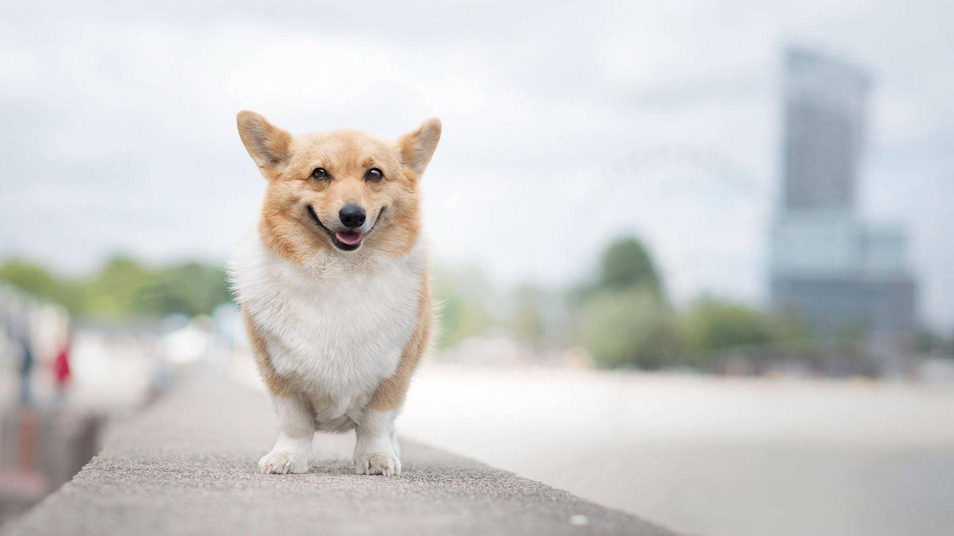 柯基犬掉毛厉害不吗？这几大缺点很无法呼吸(图3)