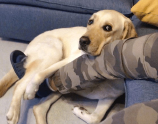 狗狗眼里第一主子是哪样的？你知道吗？(图1)