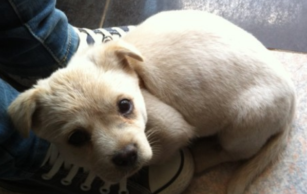 狗狗眼里第一主子是哪样的？你知道吗？(图2)