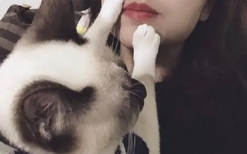 我们的爱情 最初起源于一只猫 当爱情走了 它也匿迹(图1)