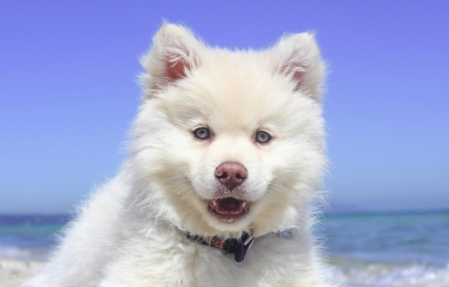 狗狗不很喜欢宠物店 这是我想知道为什么?(图1)