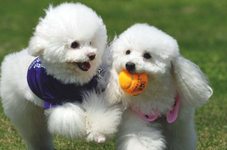 狗狗不很喜欢宠物店 这是我想知道为什么?(图2)