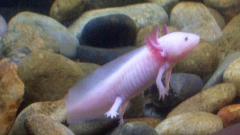 蝾螈冬天咋样(图1)