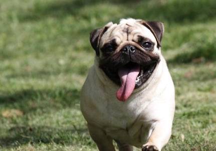 巴哥犬能长多大 标准身材的巴哥是会如此(图1)