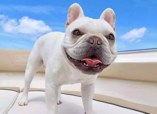 巴哥犬能长多大 标准身材的巴哥是会如此(图2)