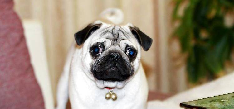 巴哥犬能长多大 标准身材的巴哥是会如此(图3)