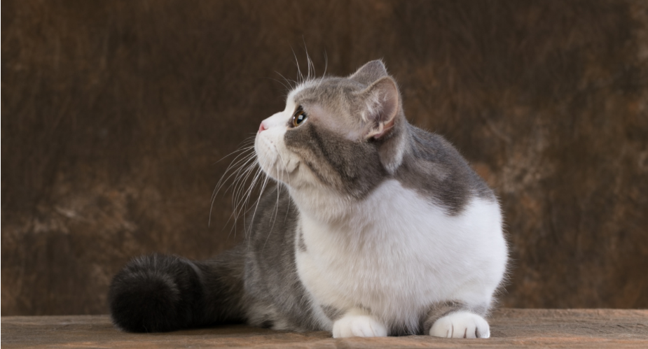 猫能不能吃巧克力吗 这件事不得擅入不知(图3)