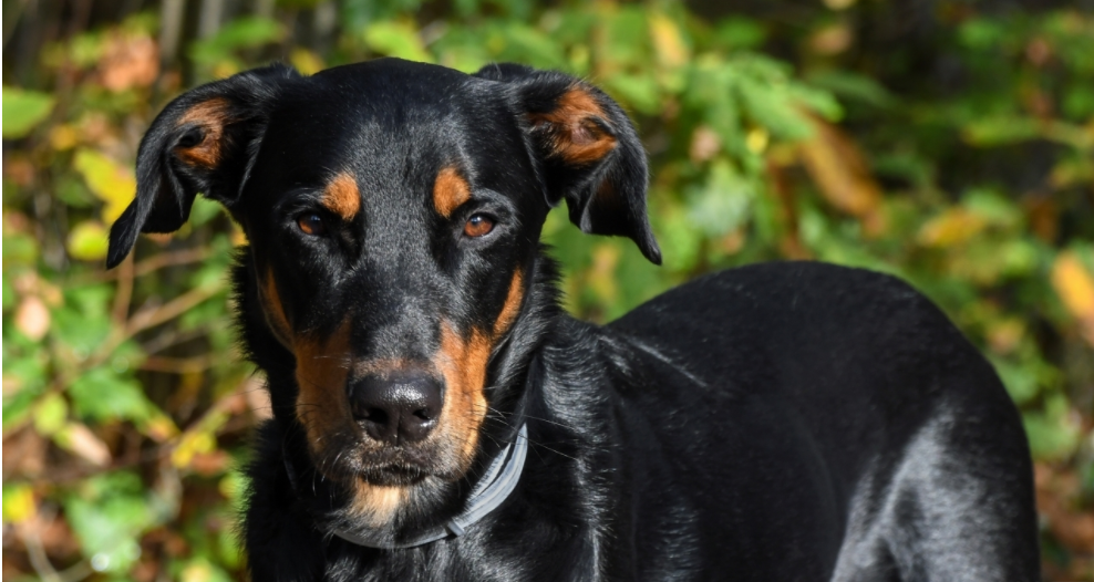 杜宾犬咬人吗 兔子急了也会咬人(图2)