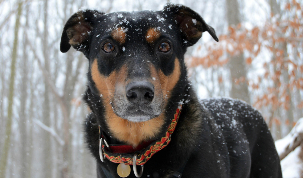 杜宾犬咬人吗 兔子急了也会咬人(图3)