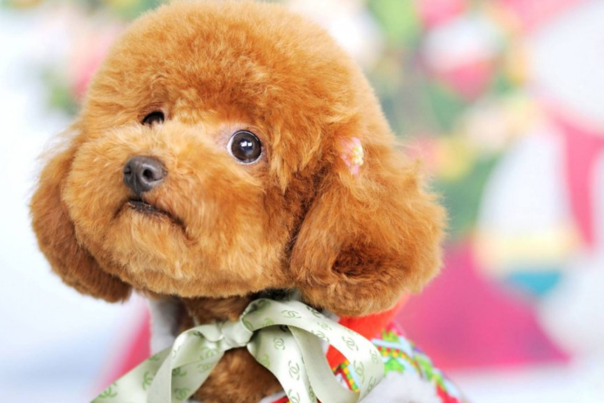 泰迪和贵宾哪个聪明 到底还得多多看下那个(图1)