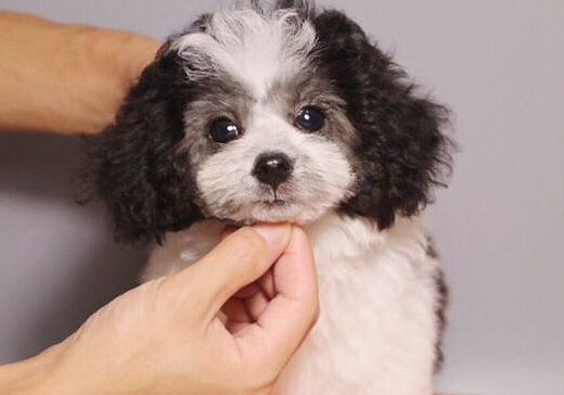 泰迪和贵宾哪个聪明 到底还得多多看下那个(图3)