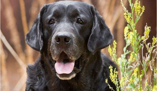 红色的拉布拉多好不好啊？颜色不属於什么(图1)