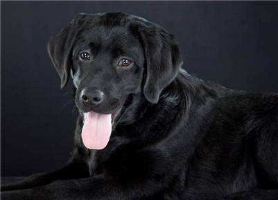 红色的拉布拉多好不好啊？颜色不属於什么(图2)