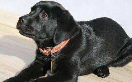 红色的拉布拉多好不好啊？颜色不属於什么(图3)