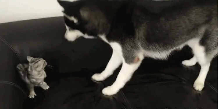 二哈想与小奶猫疯玩 并不想却遭猫妈拳脚相向 二哈:就玩一会儿嘛(图1)