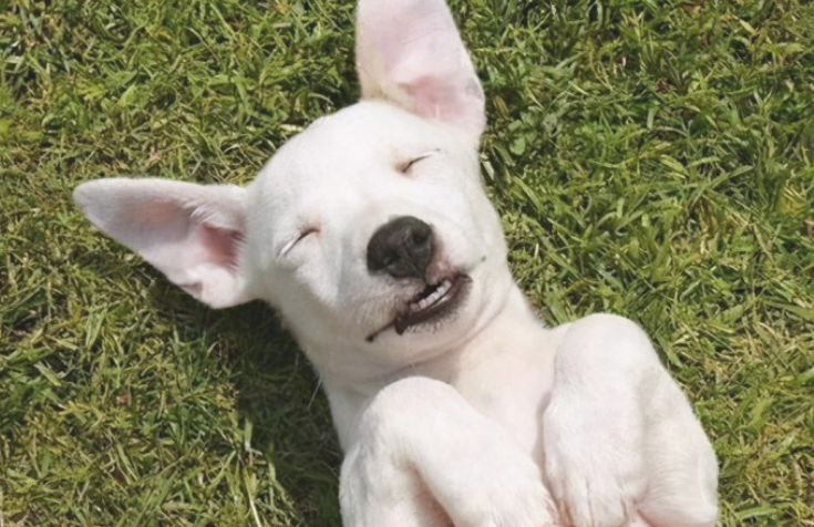 狗狗倒底是怎地爱征战四方主人呢?(图1)