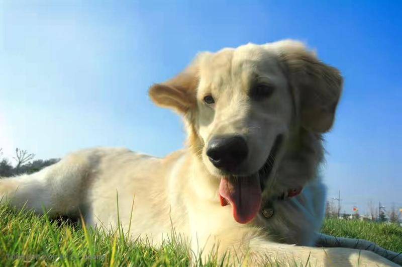 金毛犬爱主人的表现 这个情况好好地爱惜呵护(图3)