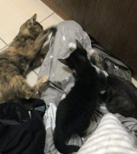 奴才还不快贴身守护!钻棉被自嗨被3猫盖布袋打群架(图1)