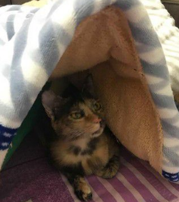 奴才还不快贴身守护!钻棉被自嗨被3猫盖布袋打群架(图2)