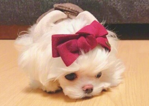 狗狗哮喘的原因是什么呀~(图2)