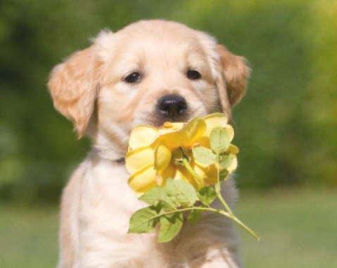 狗狗哮喘的原因是什么呀~(图1)