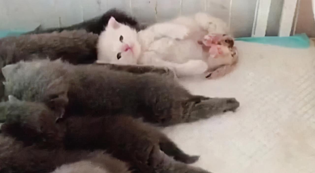 蓝猫生一窝猫崽 唯一的一只白猫崽被嫌弃 不高兴我并非亲生孩子的吗(图1)