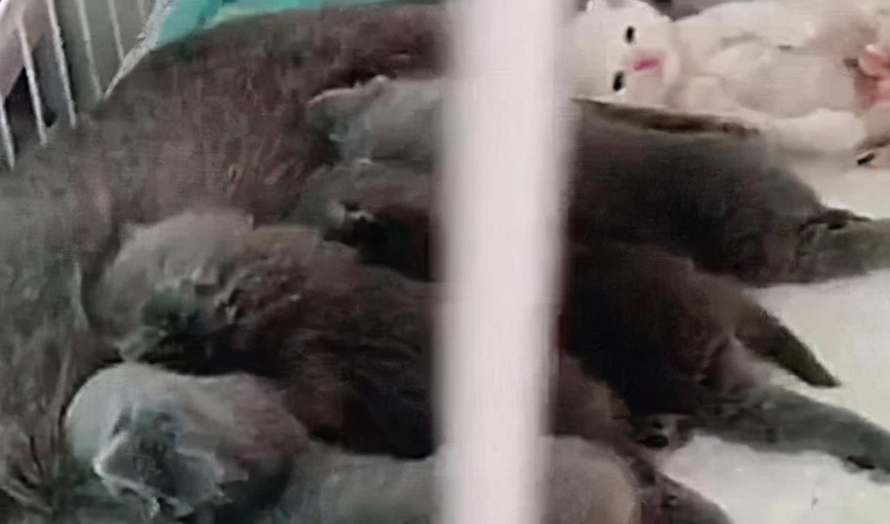 蓝猫生一窝猫崽 唯一的一只白猫崽被嫌弃 不高兴我并非亲生孩子的吗(图3)