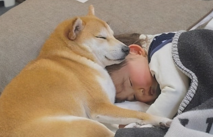 狗狗倒底是又为何爱征战四方主人呢?(图2)