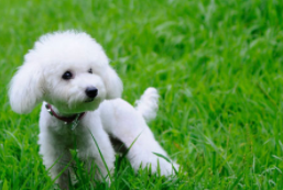 金毛和贵宾犬哪个好养？事实上各有特色(图2)