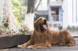 金毛和贵宾犬哪个好养？事实上各有特色(图3)