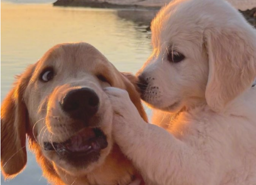 咋给宠物补充营养也很好的好的?(图1)