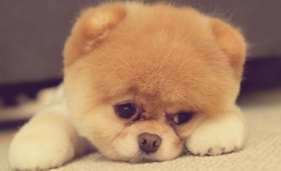 咋给宠物补充营养也很好的好的?(图2)