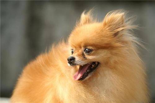 博美犬的鼻子好像有点退色 要注意一点这个方面的问题(图1)