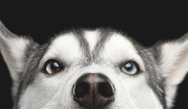 狗狗三天冬季就腿酸胀 该给他们吃些哪些？(图1)