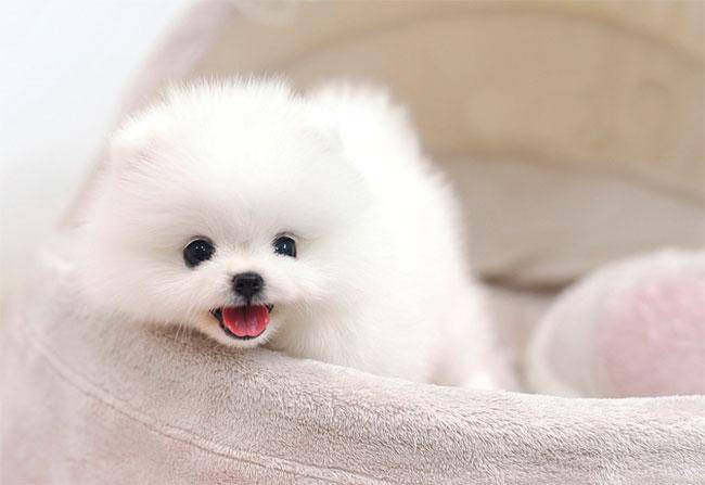 博美犬的鼻子好像有点退色 要特别注意那些个方面的问题(图3)