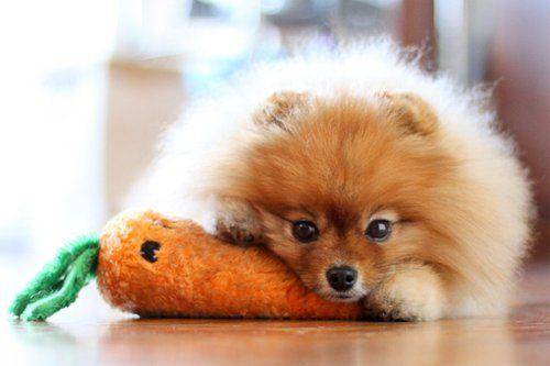 博美犬的鼻子好像有点退色 要特别注意那些个方面的问题(图2)