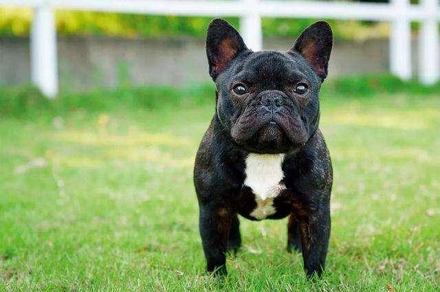 法斗犬与贵宾犬哪个好养？这个可以从那些方面都很(图1)