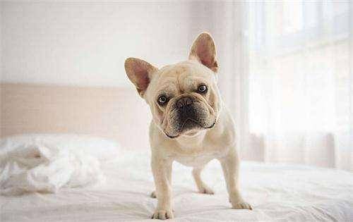 法斗犬与贵宾犬哪个好养？这个可以从那些方面都很(图3)