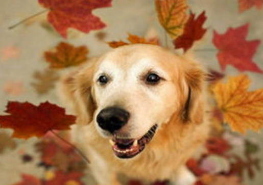 狗狗的寿命一般多少时间 主人是需要明白这些~(图1)